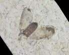 Fossil March Fly (Plecia) - Green River Formation #65176-1